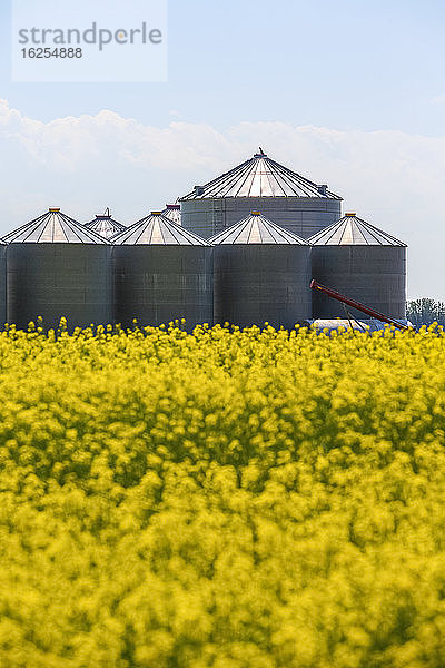 Gruppe von Getreidebehältern und Silos aus Stahl hinter einem blühenden Rapsfeld  Alberta  Kanada