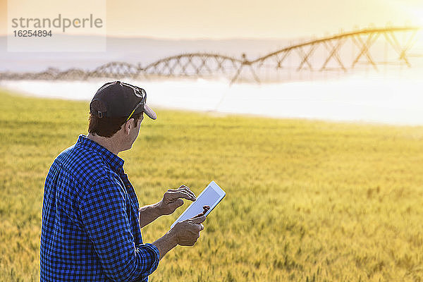 Landwirt  der mit einer Tablette in einem Weizenfeld steht und den Ertrag mit Bewässerungsspritzen im Hintergrund kontrolliert; Alberta  Kanada