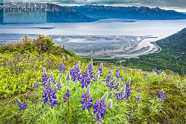 Nootka Lupine (Lupinus Nootkatensis) blüht am Vogelkamm. Im Hintergrund der Turnagain Arm of Cook Inlet  Chugach State Park  Süd-Zentral-Alaska; Alaska  Vereinigte Staaten von Amerika