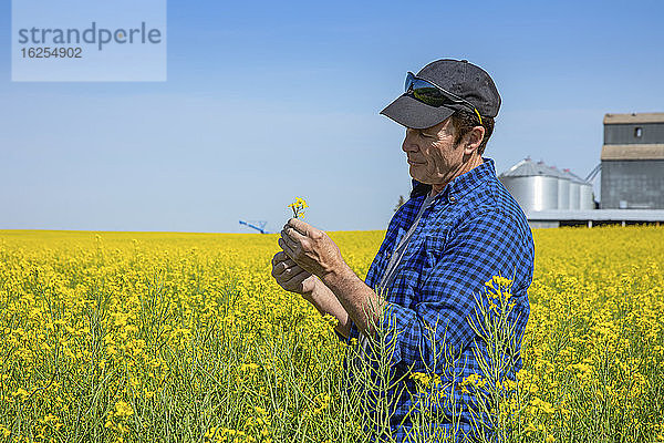 Bauer  der auf einem Rapsfeld steht und den Ertrag inspiziert; Alberta  Kanada