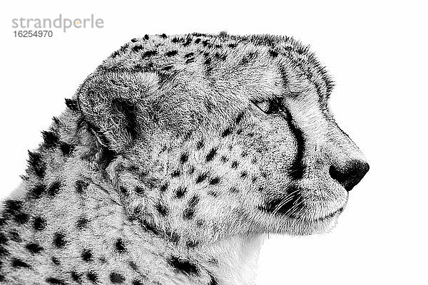 Schwarzweiß-Porträt einer Nahaufnahme des Kopfes eines Geparden (Acinonyx jubatus); Tansania