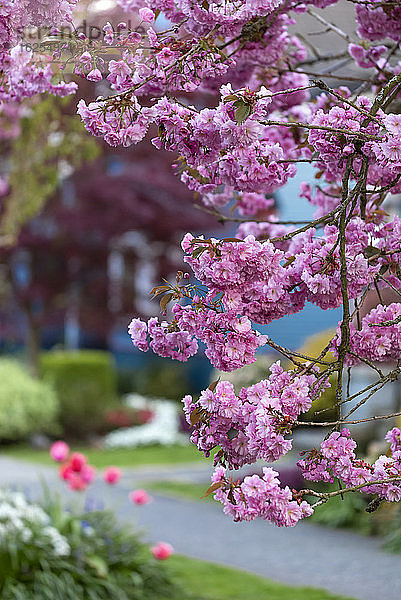 Nahaufnahme von rosafarbenen Kirschblüten auf einem Baumzweig mit verschwommenem Haus im Hintergrund; New Westminster  British Columbia  Kanada