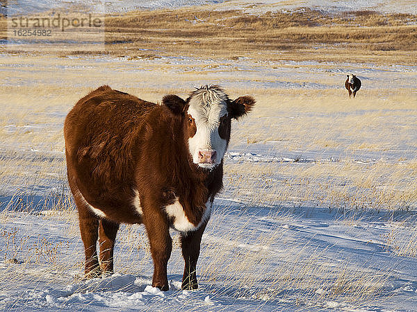 Viehbestand - Hereford/Red Angus-Cross-Rind auf schneebedeckter Winter-Prärieweide / Alberta  Kanada.