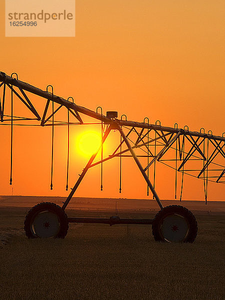 Landwirtschaft - Zentrales Pivot-Bewässerungssystem  das sich bei Sonnenaufgang als Silhouette auf einem Heufeld abzeichnet. Das zentrale Bewässerungssystem ist nicht in Betrieb  da das Heufeld vor dem Ballenpressen geschnitten und zum Trocknen geschwadet wurde / Alberta  Kanada.