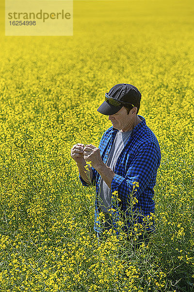 Landwirt steht auf einem Rapsfeld und inspiziert den Ertrag; Alberta  Kanada