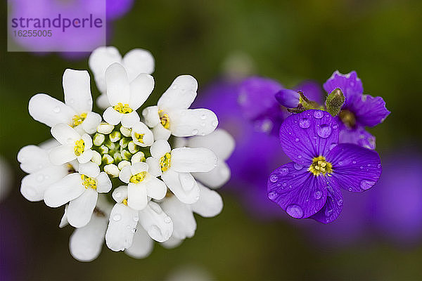 Nahaufnahme eines schönen weißen Blütenkopfes und violetter Veilchen im Frühling; North Vancouver  British Columbia  Kanada