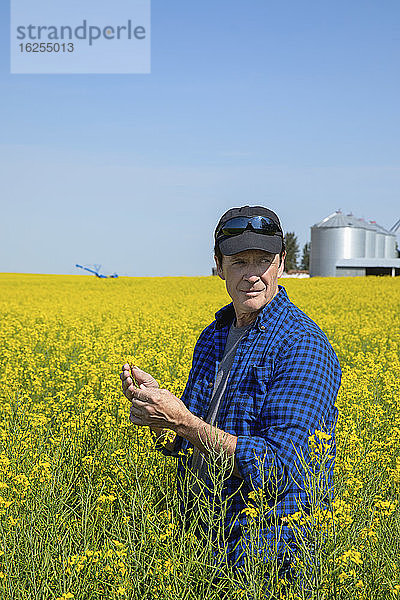 Bauer  der auf einem Rapsfeld steht und den Ertrag inspiziert; Alberta  Kanada