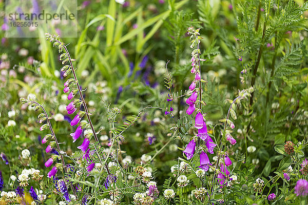 Wildblumenwiese; Surrey  Britisch-Kolumbien  Kanada