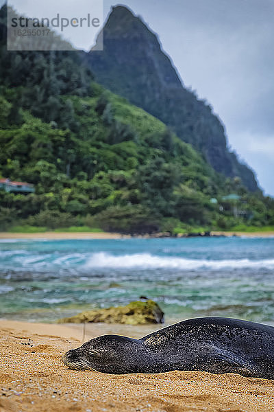 Hawaiianische Mönchsrobbe (Neomonachus schauinslandi) ruht am Strand von Makua  im Hintergrund die Küste von Na Pali; Hanalei  Kauai  Hawaii  Vereinigte Staaten von Amerika