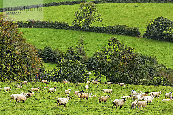 Eine hügelige  grüne  von Bäumen gesäumte Wiese mit einer weidenden Schafherde; Grafschaft Cornwall  England