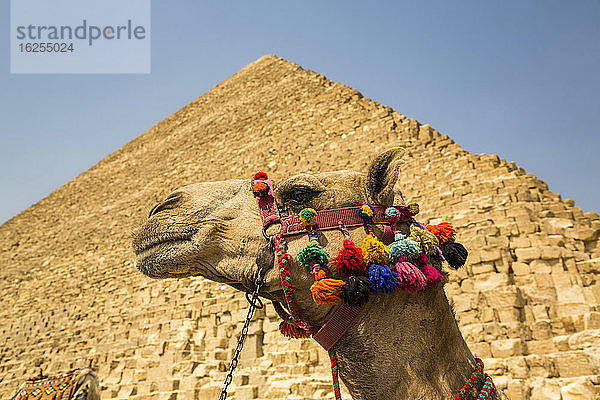 Geschmücktes Kamel und Cheops-Pyramide (Khufu)  Pyramidenkomplex von Gizeh  UNESCO-Weltkulturerbe; Gizeh  Ägypten