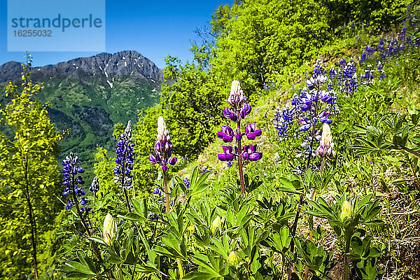 Rötlich gefärbte Nootka-Lupine (Lupinus nootkatensis)  Vogelrücken  Chugach State Park  Süd-Zentral-Alaska im Sommer; Alaska  Vereinigte Staaten von Amerika