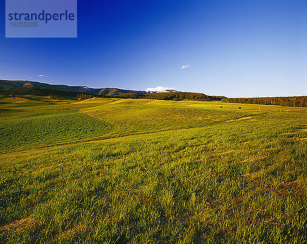 Landwirtschaft - Gesunde grüne Viehweide mit Fleischrindern in der Ferne / Judith Gap  Montana  USA.