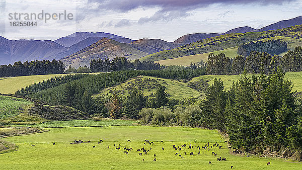 Eine Kuhherde grast auf saftigem Gras auf Ackerland  Longridge North; Te Anau  Southland Region  Nordinsel  Neuseeland