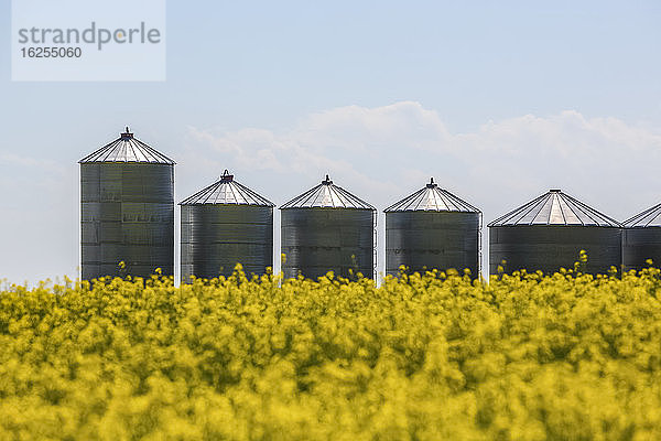 Reihe von Getreidebehältern und Silos aus Stahl hinter blühendem Rapsfeld  Alberta  Kanada