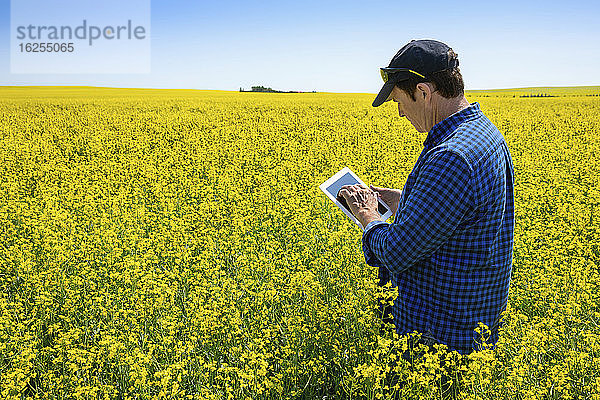 Bauer  der mit einer Tablette auf einem Rapsfeld steht und den Ertrag kontrolliert; Alberta  Kanada
