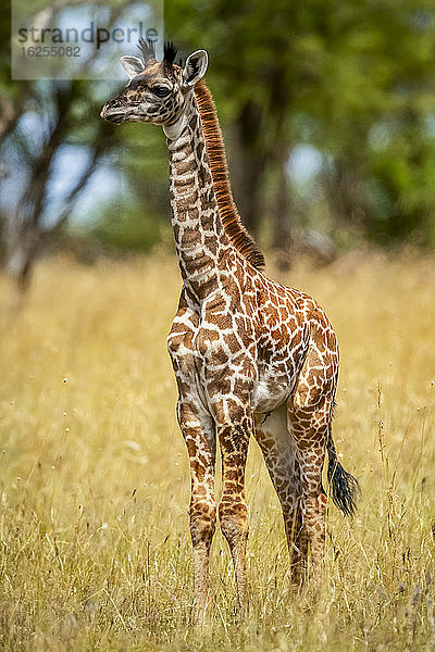 Porträt einer jungen Massai-Giraffe (Giraffa camelopardalis tippelskirchii)  die an einem sonnigen Tag im langen Gras steht; Tansania