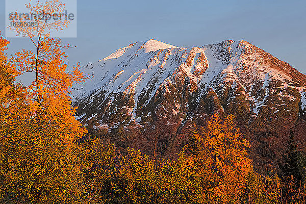 Sonnenuntergangsglühen auf schneebedecktem Gipfel  umgeben von herbstlich gefärbtem Laub  Chugach State Park  Süd-Zentral-Alaska im Herbst; Anchorage  Alaska  Vereinigte Staaten von Amerika