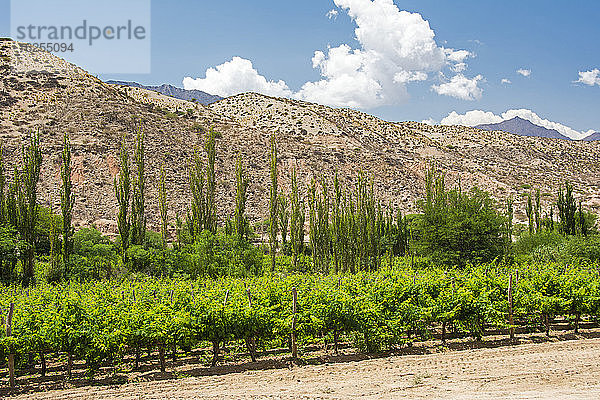 Ein Weinberg vor Wüstenhügeln in Südamerika; Cachi  Salta  Argentinien