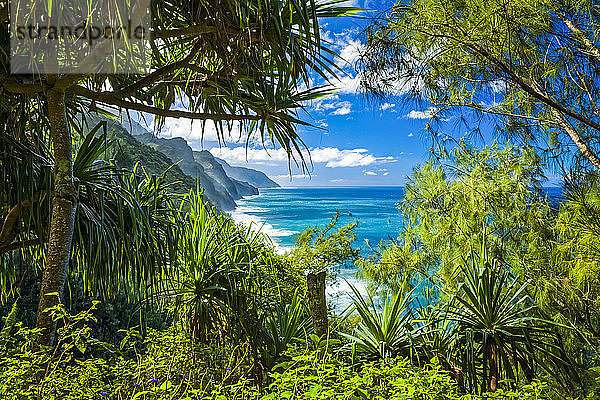 Na Pali Coast entlang des Kalalau Trail mit türkisfarbenem Ozean unter blauem Himmel  Blick durch tropisches Laub  Na Pali Coast State Park; Kauai  Hawaii  Vereinigte Staaten von Amerika