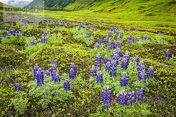 Nootka Lupine (Lupinus Nootkatensis) Feld entlang des Lost Lake Trail  Chugach National Forest  Kenai-Halbinsel  Süd-Zentral-Alaska im Sommer; Seward  Alaska  Vereinigte Staaten von Amerika