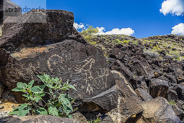 Petroglyphen auf Vulkangestein  umgeben von Salbeibüschen im Piedras-Marcadas-Canyon  Petroglyphen-Nationaldenkmal an einem sonnigen Frühlingsnachmittag; Albuquerque  New Mexico  Vereinigte Staaten von Amerika