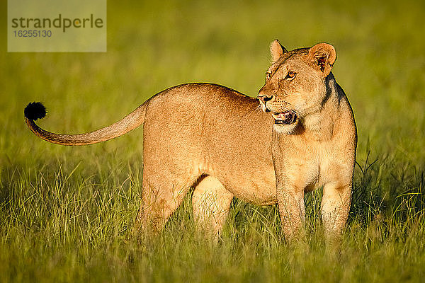 Nahaufnahme einer Löwin (Panthera leo)  die im langen Gras in der Savanne steht  den Kopf dreht und in die Ferne schaut; Tansania