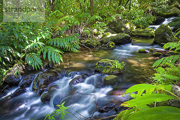 Kaskaden des Kalalau-Stromes im tropischen Regenwald  Kalalau-Tal  Na Pali Coast State Park; Kauai  Hawaii  Vereinigte Staaten von Amerika