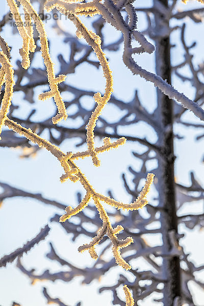 Rauhreif auf den Ästen der Cottonwood-Bäume  die von der Wintersonne am späten Nachmittag erhellt werden; Anchorage  Alaska  Vereinigte Staaten von Amerika
