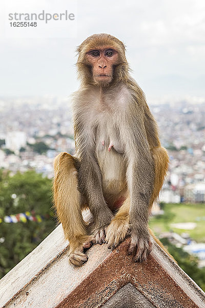 Ein weiblicher Makakenaffe sitzt auf einem Dach im Affentempel von Swayambhunath  mit Gebetsfahnen und der Stadt Kathmandu im Hintergrund an einem bewölkten Tag in Nepal; Kathmandu Valley  Nepal