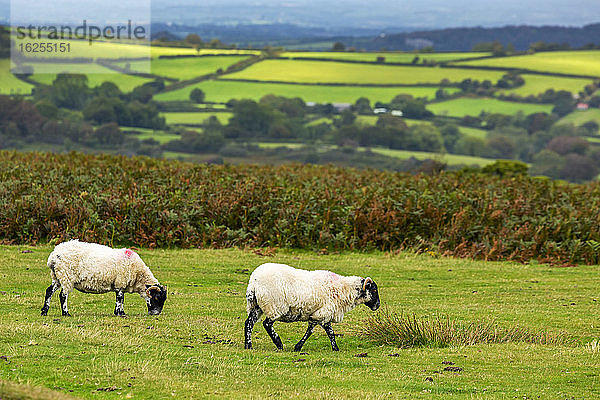 Eine grüne Wiese mit von Bäumen gesäumten Schafen und einem Flickenteppich aus hügeligen grünen Wiesen im Hintergrund; Grafschaft Cornwall  England