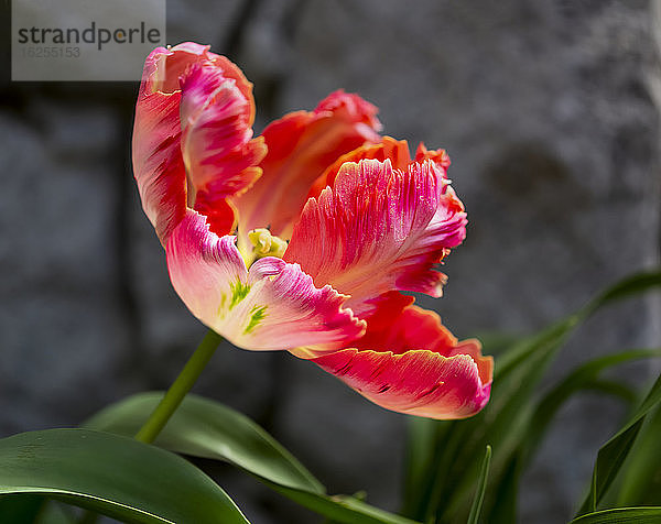 Nahaufnahme einer leuchtend rosa Papageientulpe (Tulipa ×gesneriana Papageiengruppe) im Sonnenlicht in einem Garten in Surrey; British Columbia  Kanada