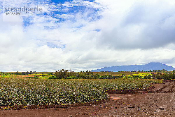 Ananasernte; Oahu  Hawaii  Vereinigte Staaten von Amerika
