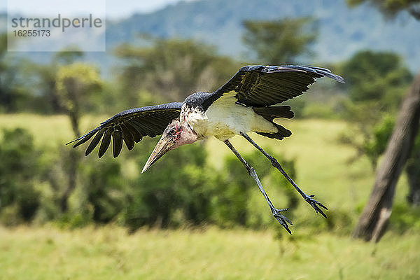 Marabu-Storch (Leptoptilos crumenifer) landet auf dem Savannen-Grasland; Tansania