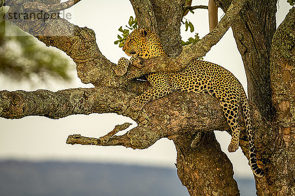 Männlicher Leopard (Panthera pardus)  der auf einem Baumast liegt  sich entspannt und in die Ferne schaut; Tansania