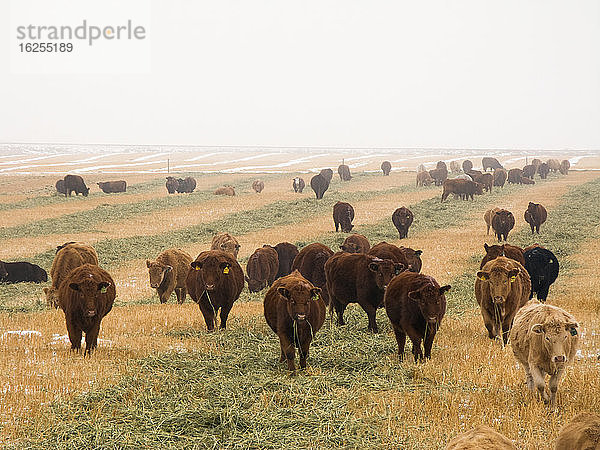 Viehbestand - Gemischte Rassen von Fleischkühen und Bullen weiden auf einem schneebedeckten Gerstenfeld im Winter / Alberta  Kanada.