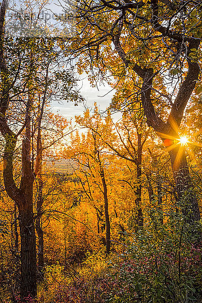 Untergehender Sonnenstrahl durch herbstfarbenen Wald. Arctic Valley  Chugach State Park  Süd-Zentral-Alaska im Herbst; Anchorage  Alaska  Vereinigte Staaten von Amerika