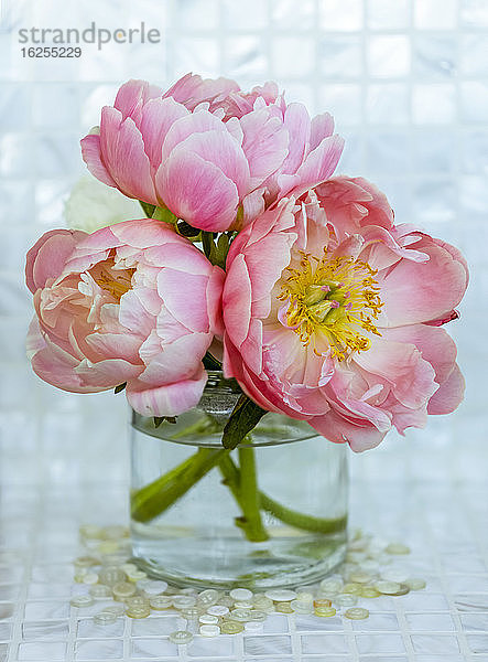 Nahaufnahme eines Strausses von drei rosa Pfingstrosen (Paeonia) in einer Glasvase; Surrey  British Columbia  Kanada