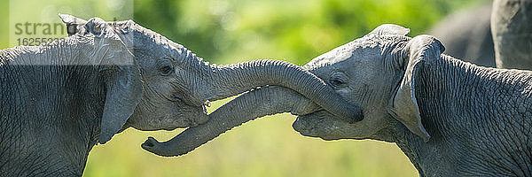 Nahaufnahme-Panorama von zwei jungen Elefanten (Loxodonta africana)  die mit ihren Rüsseln kämpfen; Kenia