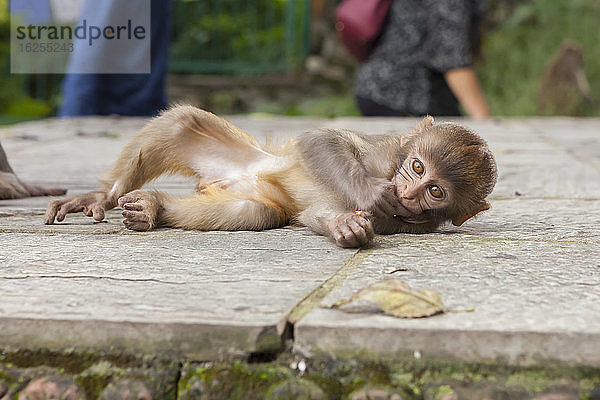 Babymakakenäffchen liegt auf einem Sims  knabbert an einem Stück Obst  an einem sonnigen Herbsttag  mit Touristen und buddhistischen Gebetsfahnen im Hintergrund im Swayambhunath-Affentempel  Kathmandu  Nepal