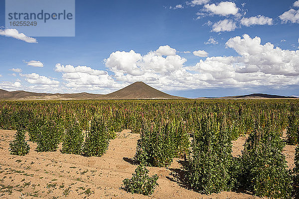 Plantage Quinoa; Provinz Nor Lipez  Abteilung Potosi  Bolivien