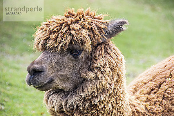 Nahaufnahme-Porträt eines Alpakas (Vicugna pacos); Cusco  Cusco  Peru