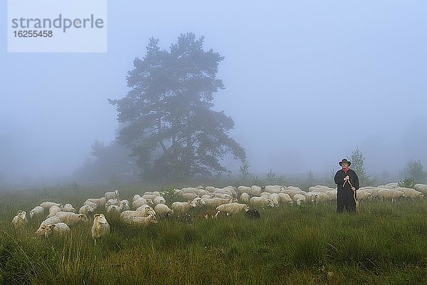 Schäfer mit einer Schafherde in der Heide im Nebel  Heideflächen an der Thülsfelder Talsperre  Niedersachsen  Deutschland  Europa