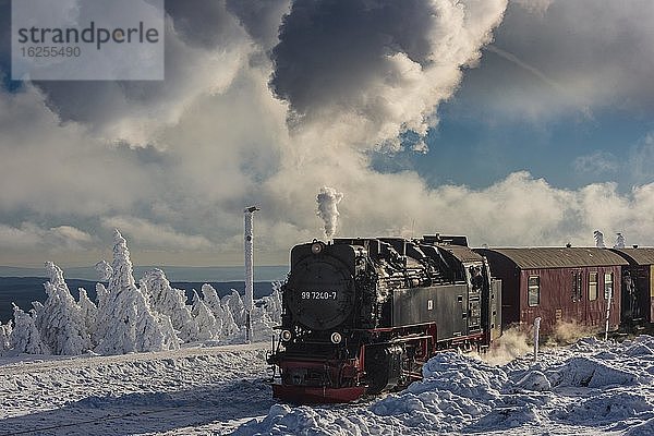 Brockenbahn fährt durch verschneite Fichten (Picea) auf den Brocken  Harz  Schierke  Sachsen-Anhalt  Deutschland  Europa