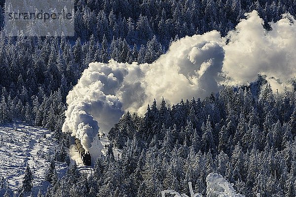 Brockenbahn fährt durch verschneite Fichten (Picea) auf den Brocken  Harz  Schierke  Sachsen-Anhalt  Deutschland  Europa