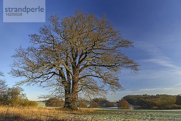Kahle Eiche (Quercus)  Feldeiche  Hohen-Demzin  Mecklenburg-Vorpommern  Deutschland  Europa