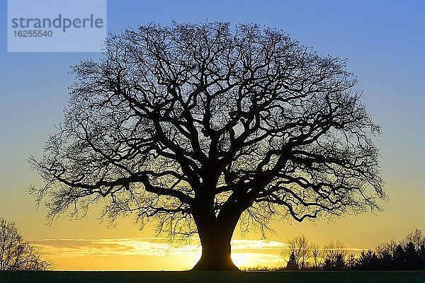 Silhouette einer kahlen mächtigen Eiche (Quercus) bei Sonnenaufgang  Melle  Nordrhein-Westfalen  Deutschland  Europa