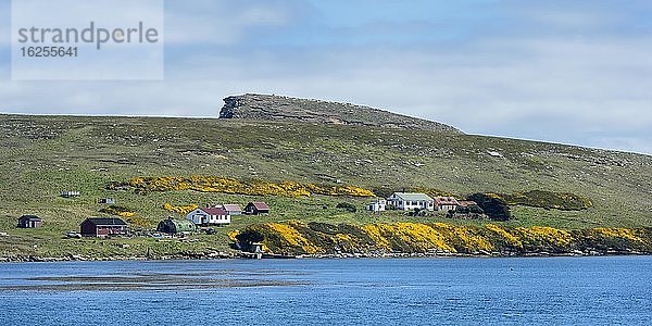 Küstenlinie und Küstensiedlung New Island  Falklandinseln  Britisches Überseegebiet  Südamerika