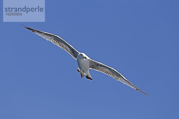 Mittelmeermöwe (Larus michahellis) über dem Limski Kanal  Istrien  Kroatien  Europa