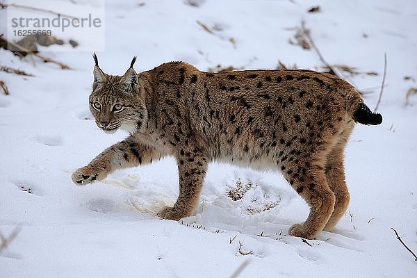 Karpatenluchs (Lynx lynx carpathicus)  adult  im Winter  im Schnee  wachsam  pirschend  Nahrungssuche  Bayerischer Wald  Bayern  Deutschland  Europa